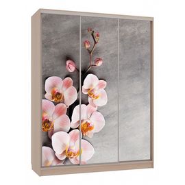  Шкаф-купе Бассо 7-600 78, фото 1 