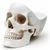  Органайзер (12.5х21.5х16 см) Skull SK TIDYSKULL1, фото 2 