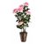  Растение в горшке (74 см) Роза кустовая YW-37, фото 2 
