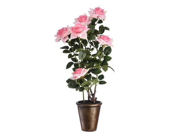  Растение в горшке (74 см) Роза кустовая YW-37, фото 3 