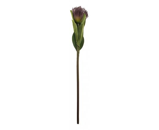 Цветок (68 см) Леукоспермум 265-601, фото 1 